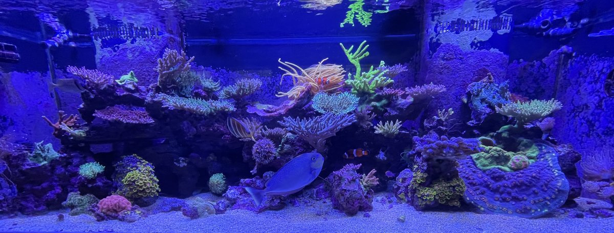 WHOLE TANK PIC.jpg