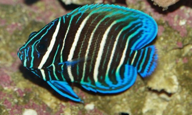 WikiJuvBluefaceAngelfish.jpeg