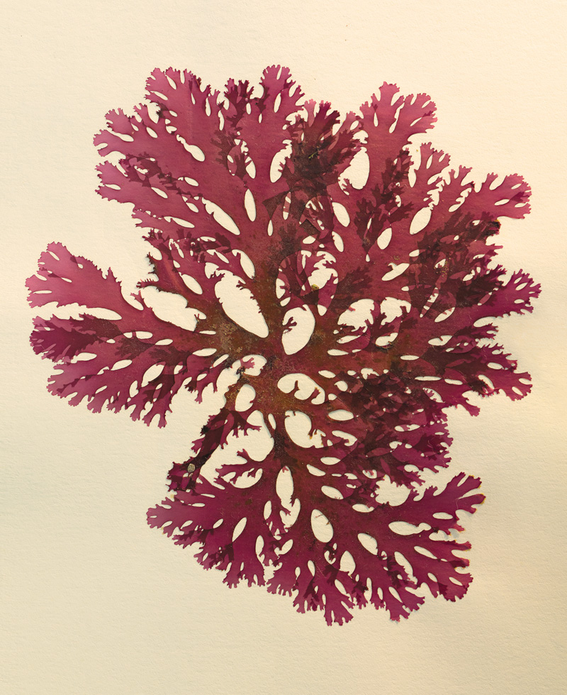 WMR6_MarineAlgae_CallophyllisFlabellulata-1.jpg