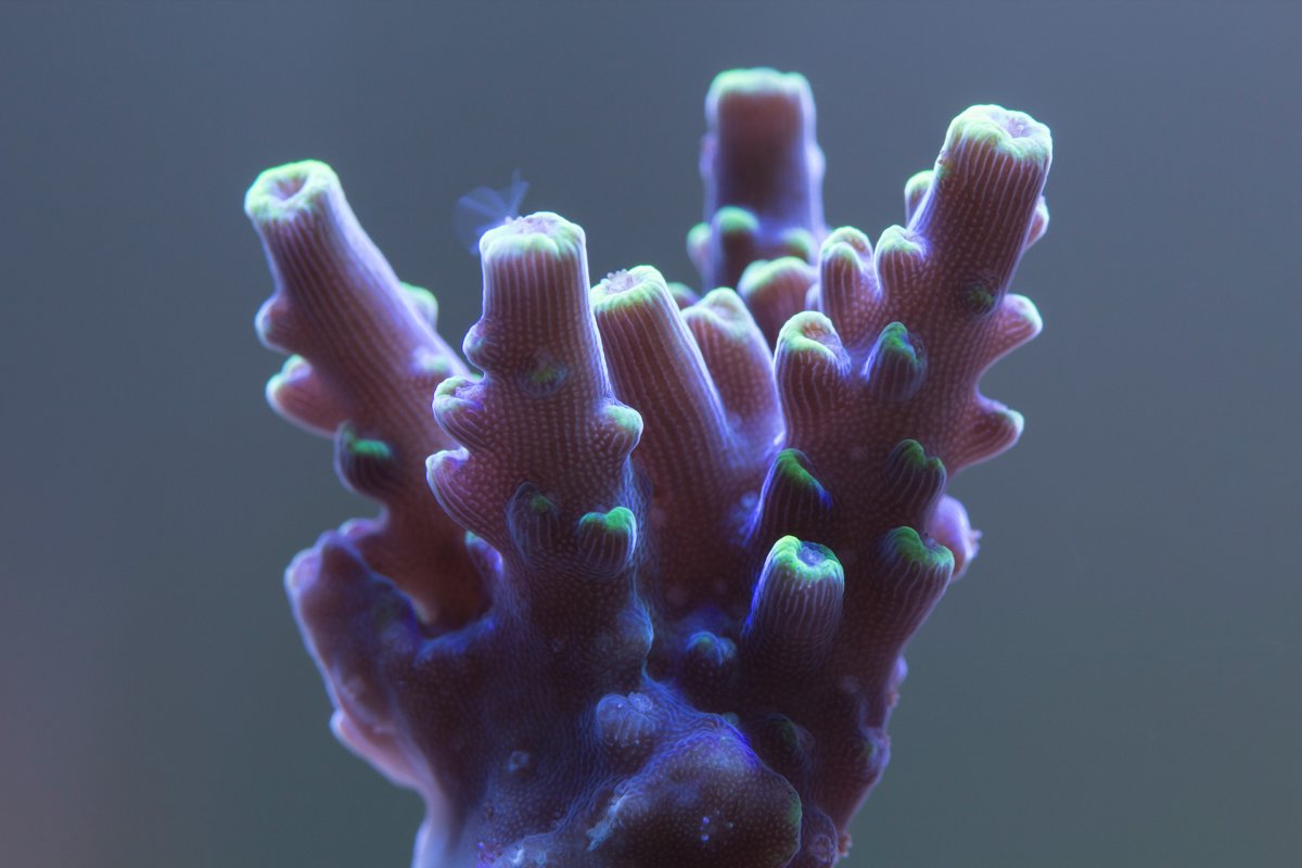 wolverine-acropora.jpg