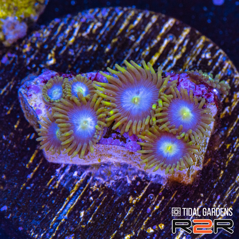 Wolverine Zoa.jpg