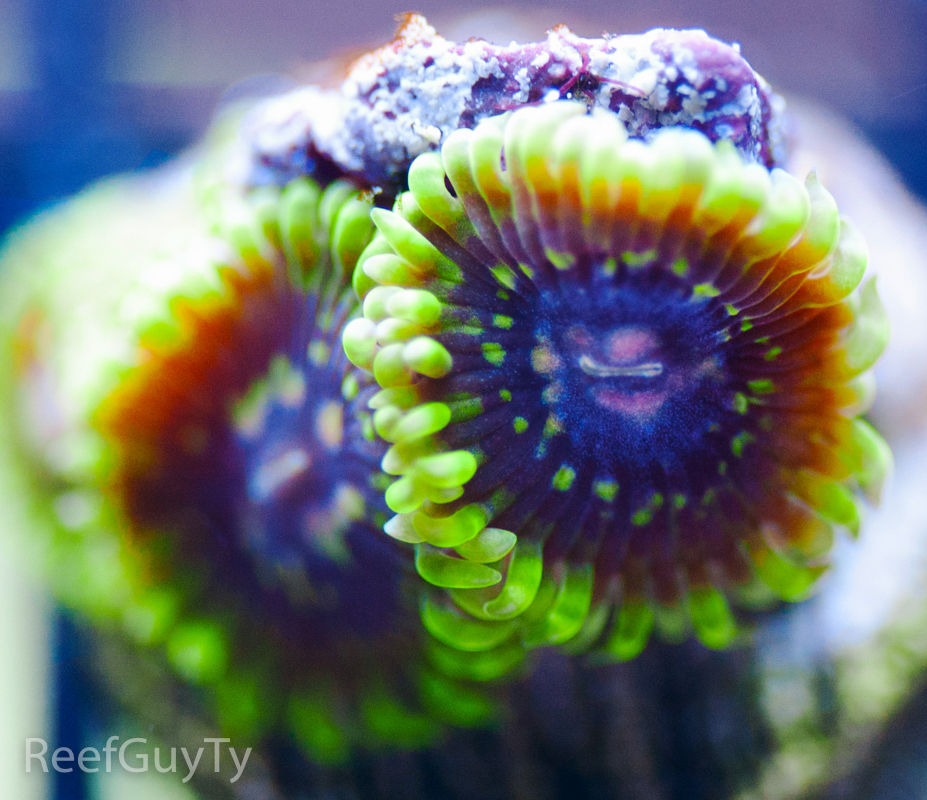 WOW-zoanthid-corals.jpg