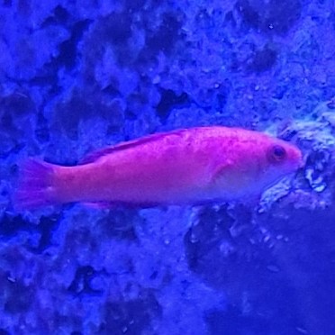 Wrasse 1.jpg