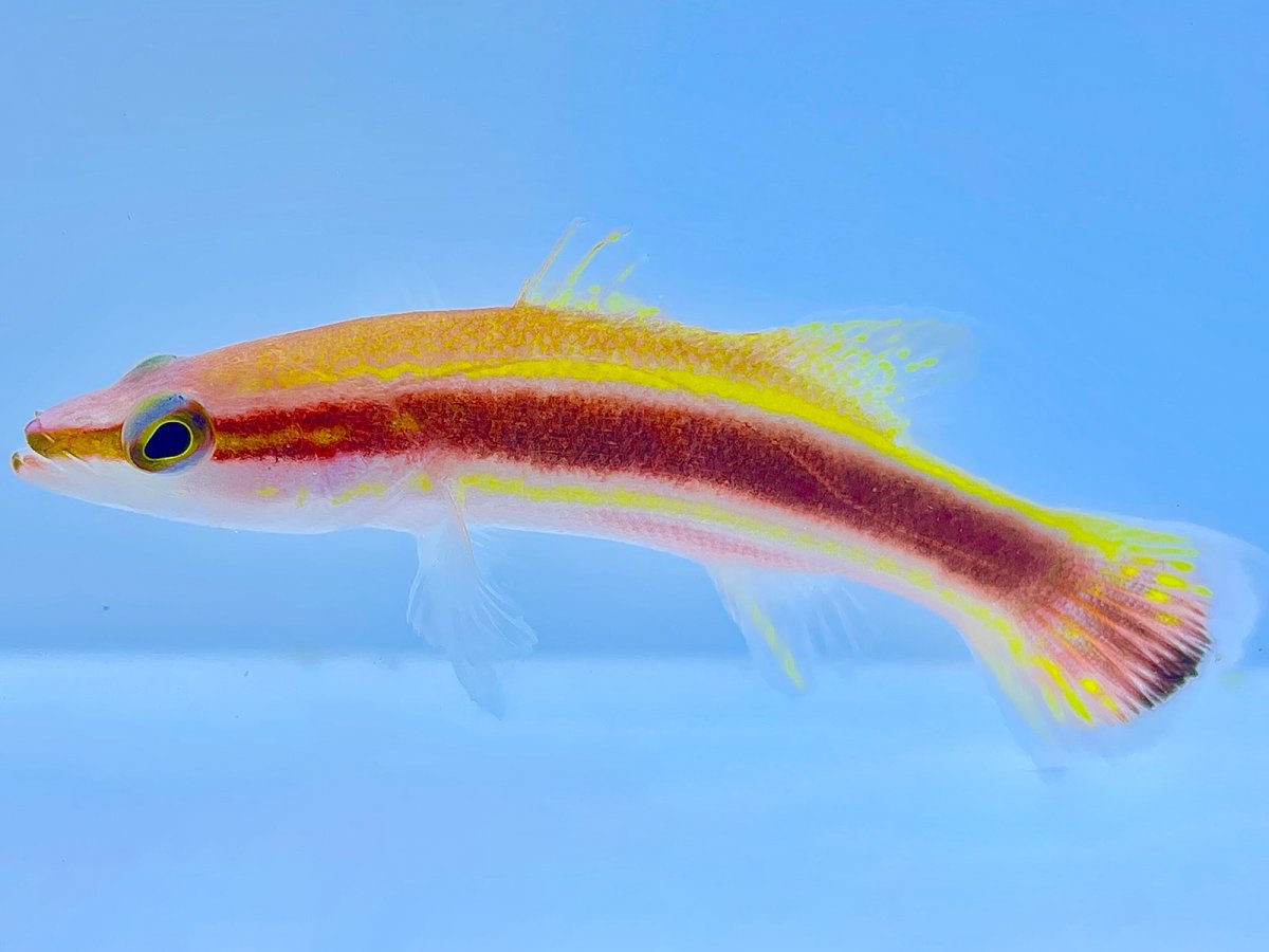 Wrasse Bass 2.jpg