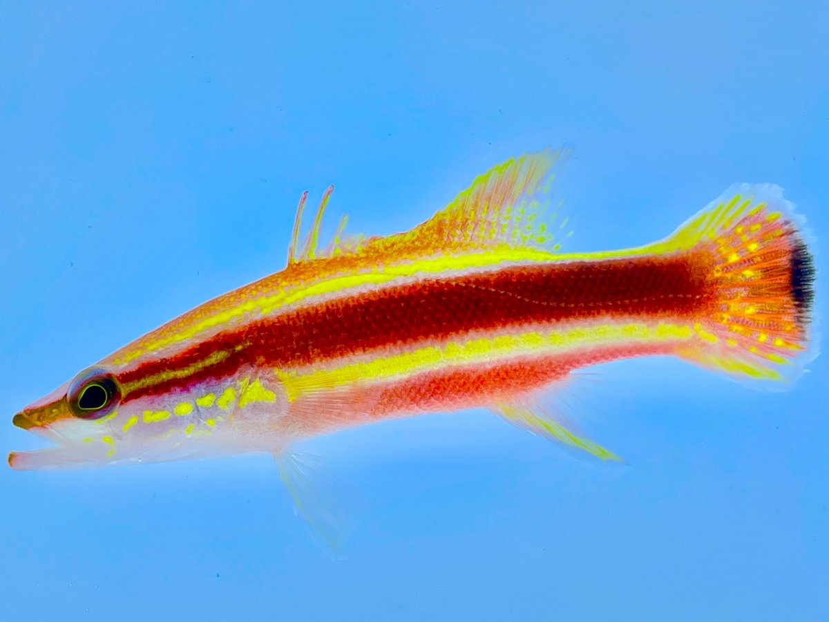 Wrasse Bass 3.jpg