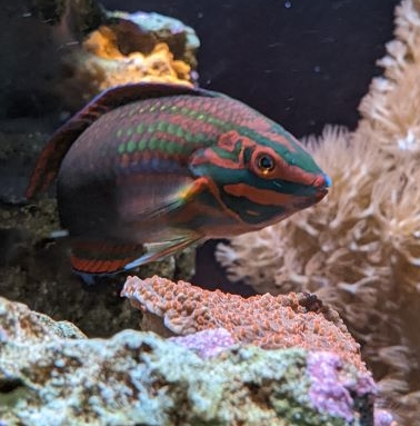 wrasse.jpg