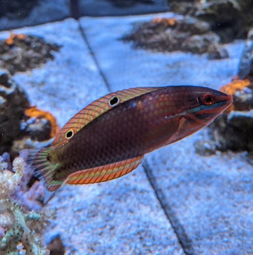 wrasse.jpg