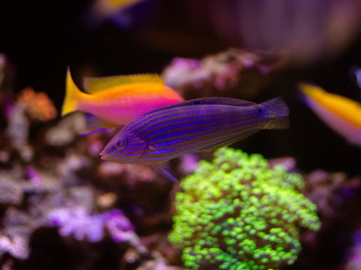 Wrasse.jpg