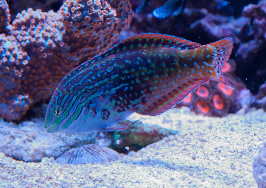 wrasse.jpg