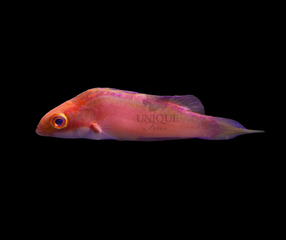 Wrasse-No-Text.jpg