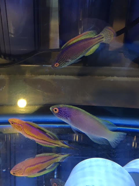 Wrasse -QT.jpg