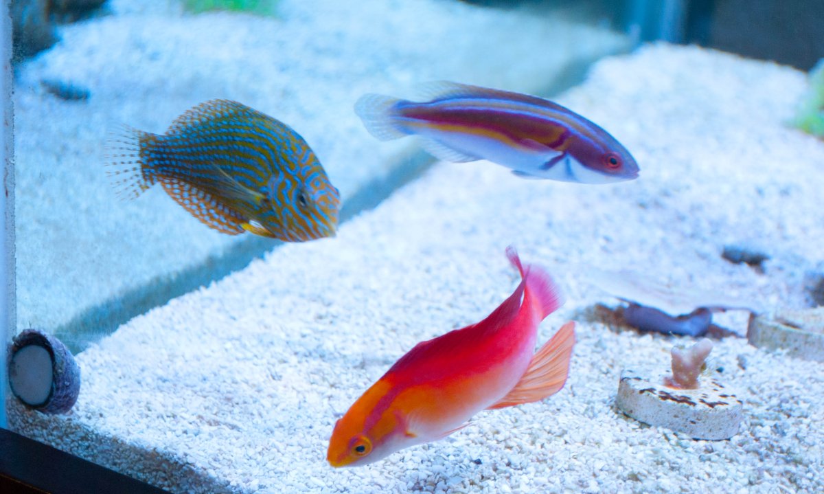 Wrasse trio (1 of 1) (2).jpg