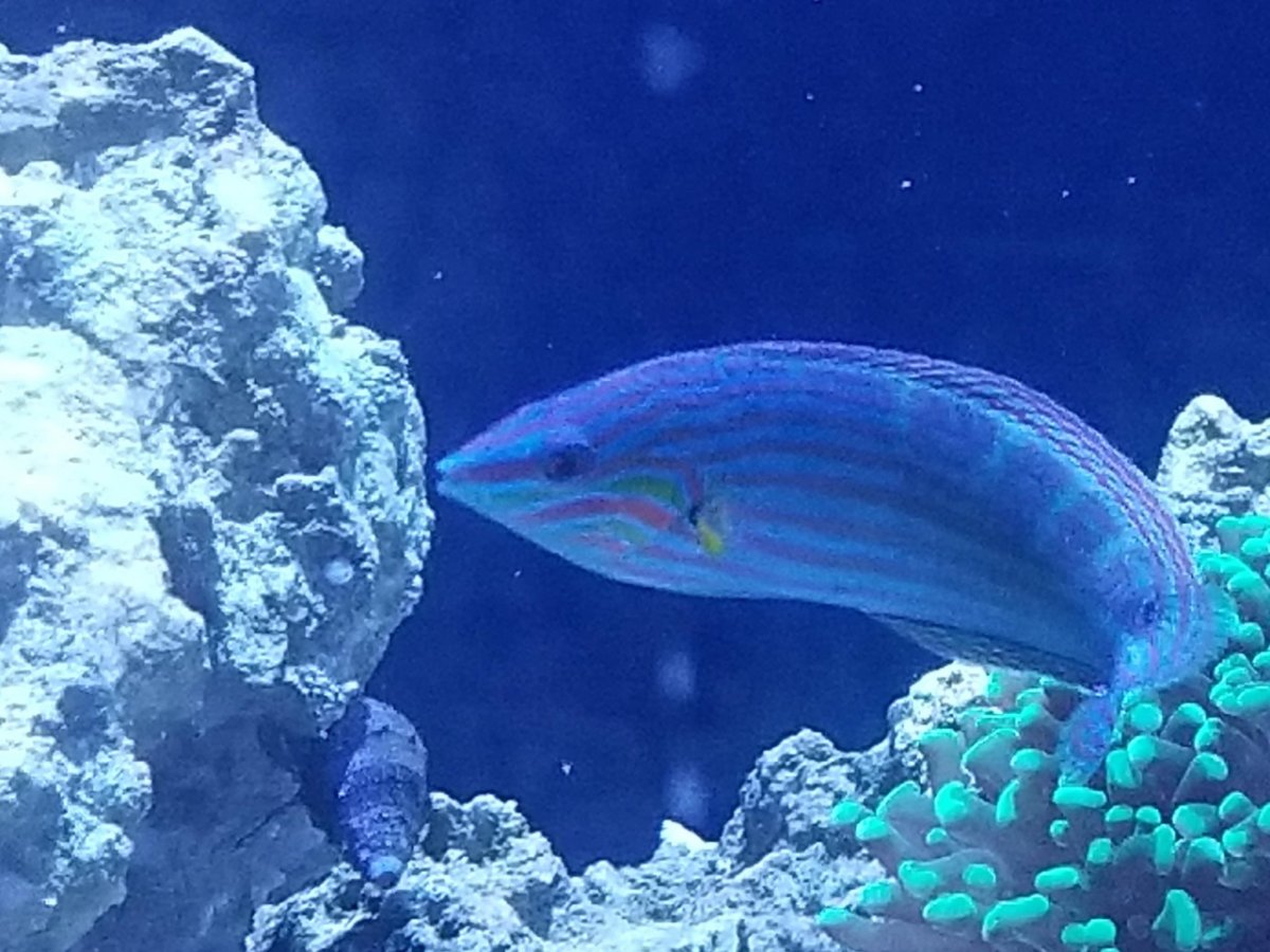 wrasse1.jpg