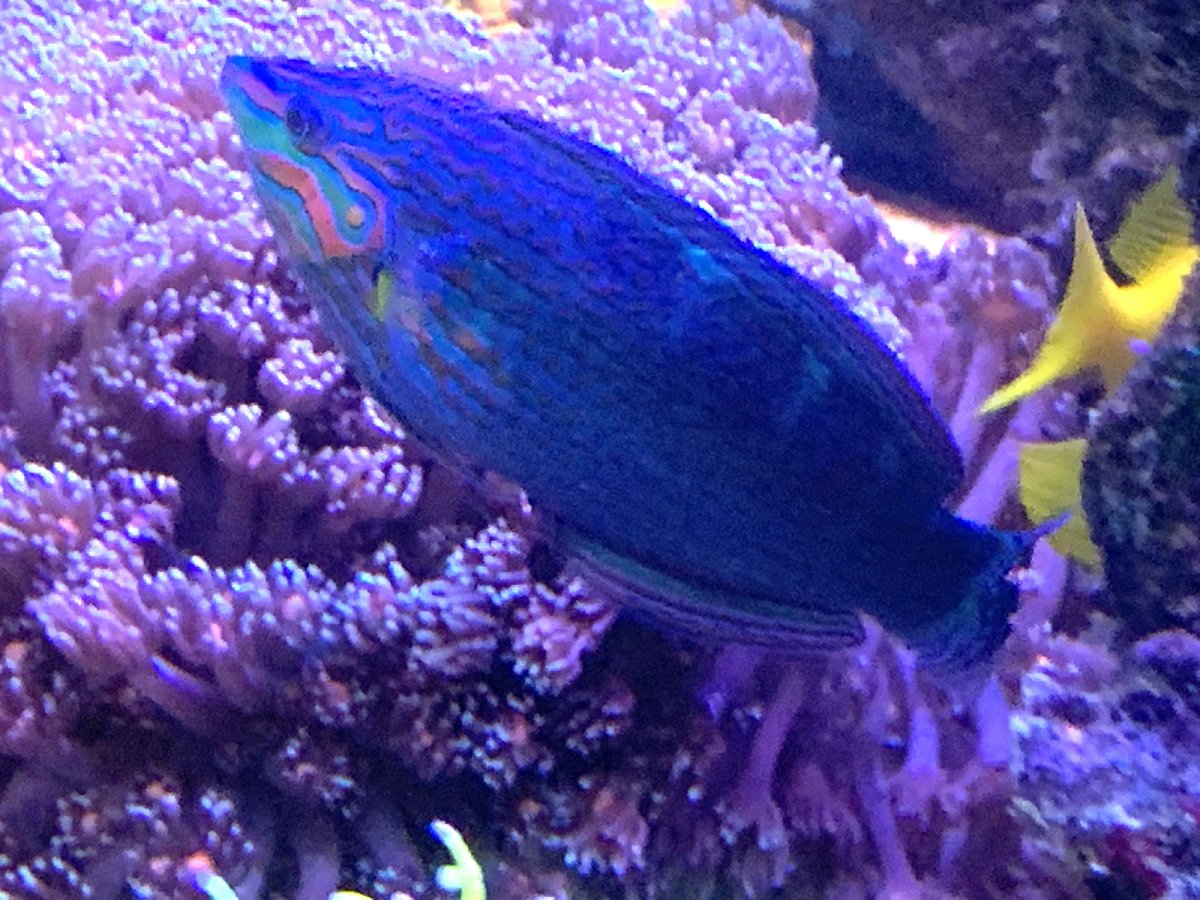 wrasse1.jpg