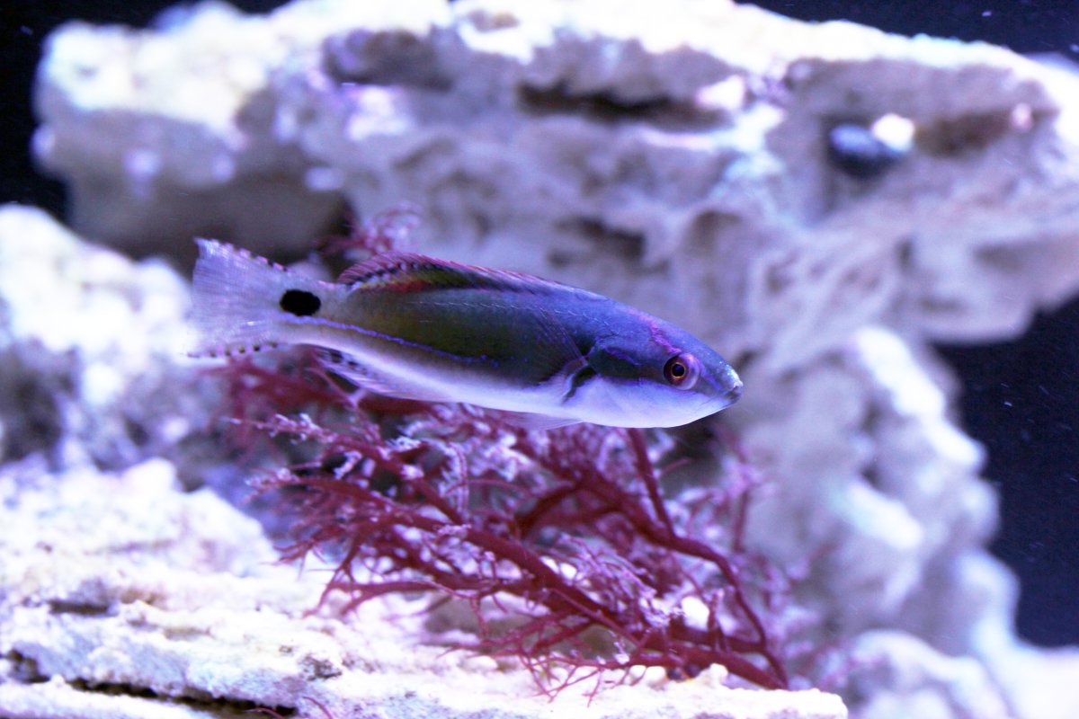 Wrasse1.jpg