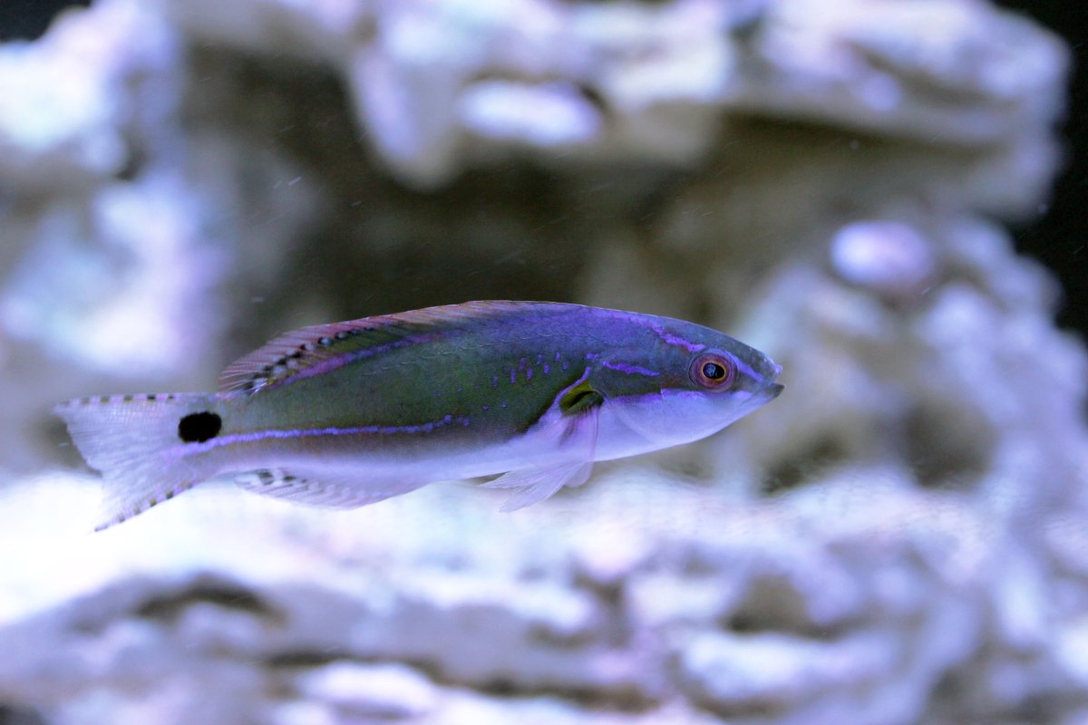 Wrasse2.jpg