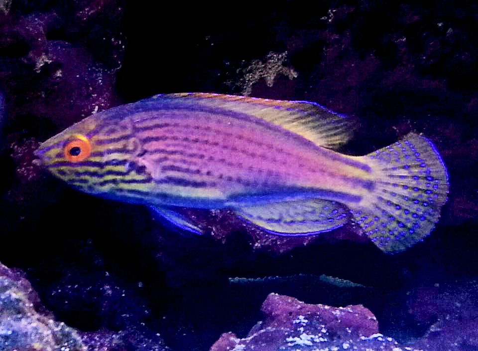 wrasse3.jpg