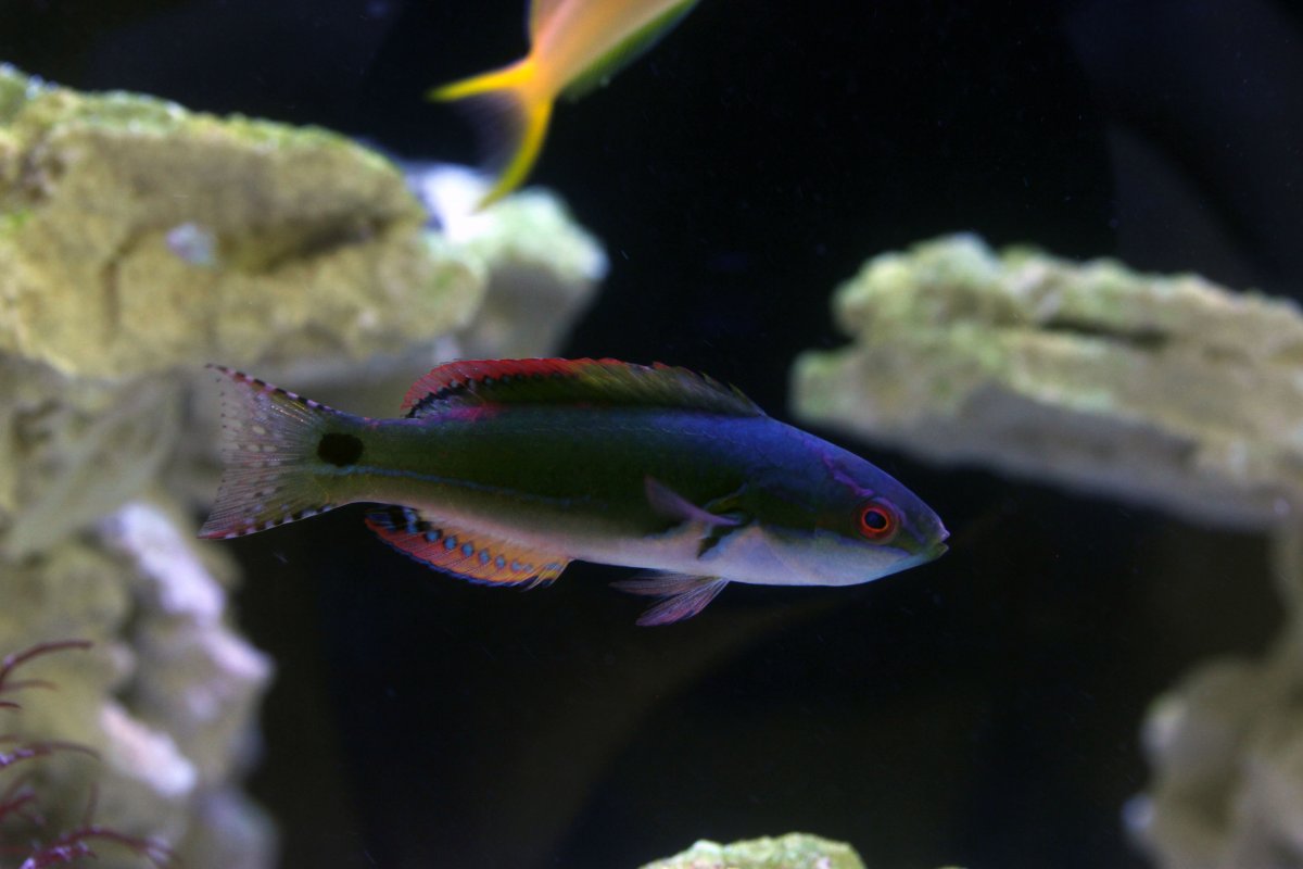 Wrasse3.jpg