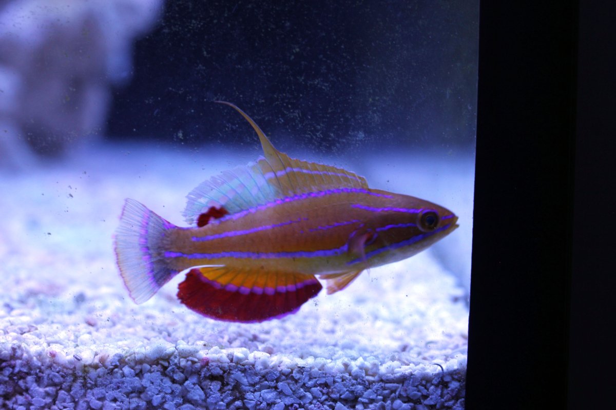 Wrasse4.jpg