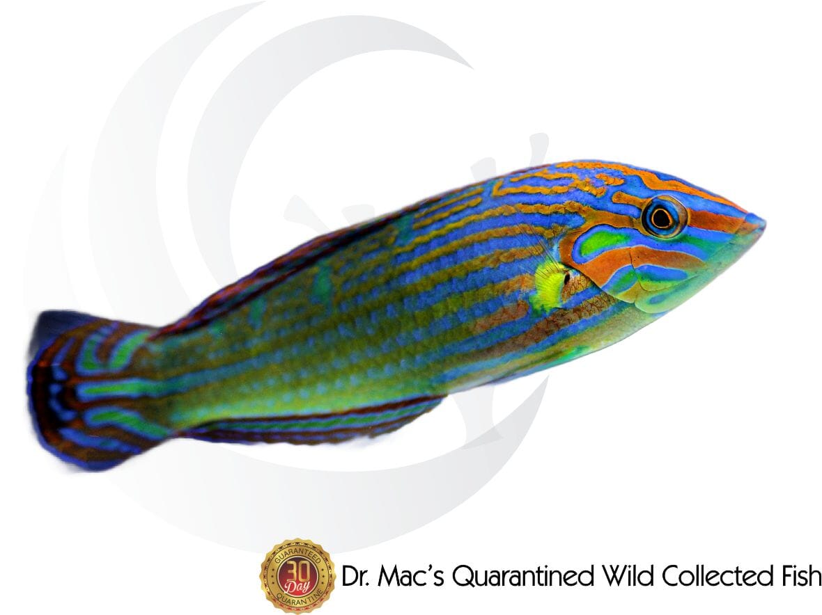 Wrasse_Melanarus_1200x (2).jpg