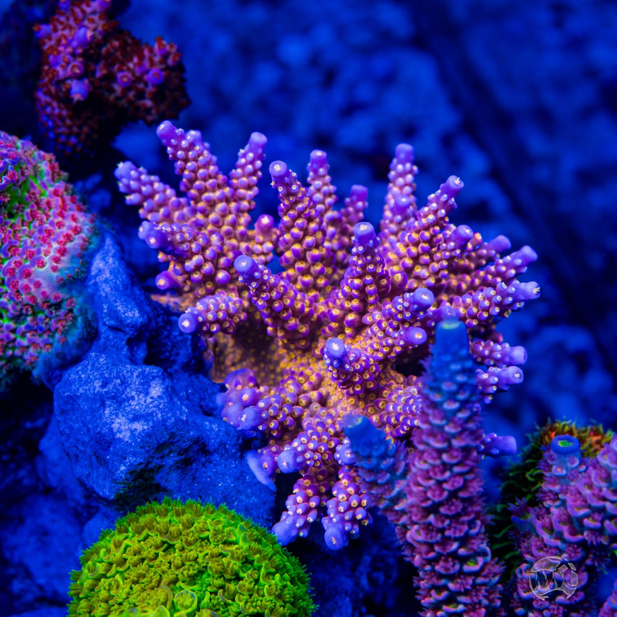 WWC-Allstar-Acropora-9600-MC-sm.jpg