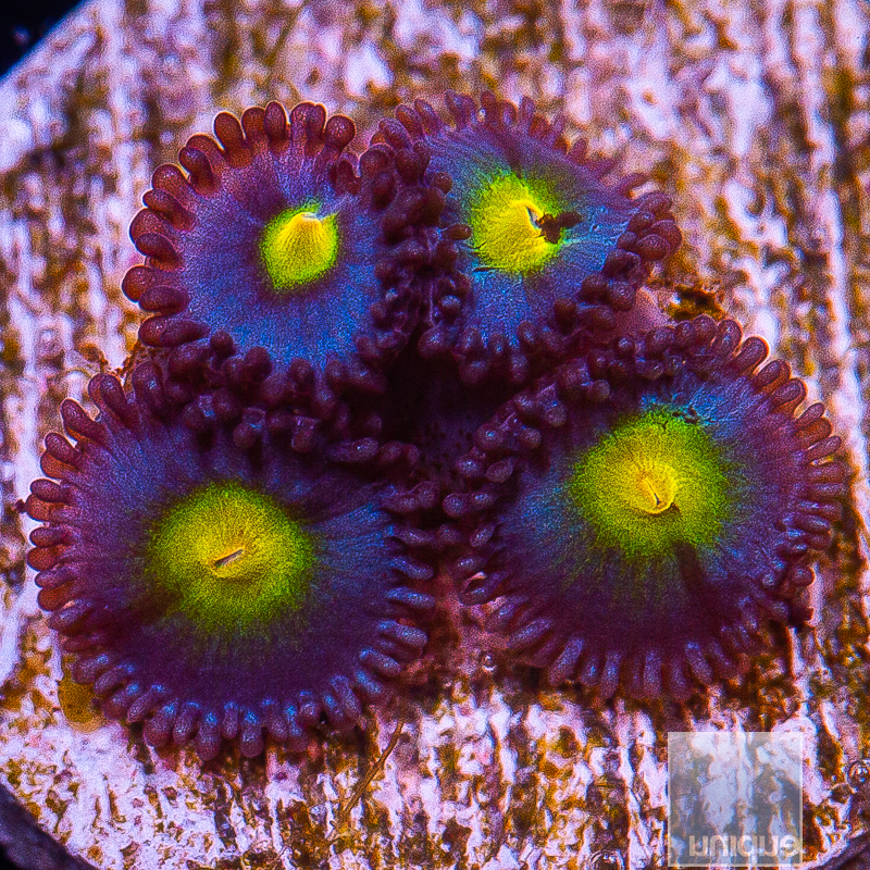 WWC AOI Zoanthid 119 56.JPG