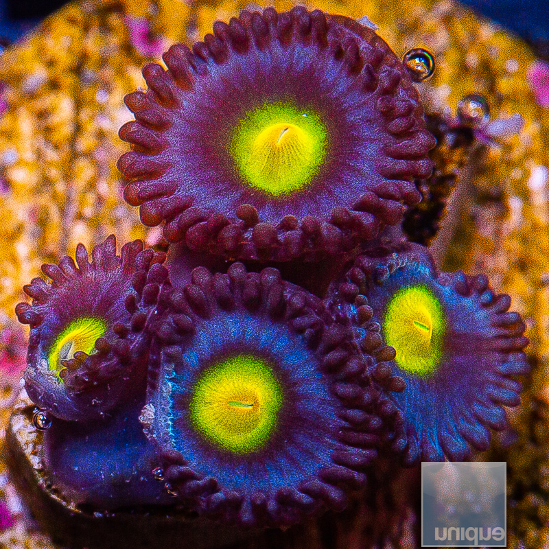 WWC AOI Zoanthid 119 65.JPG