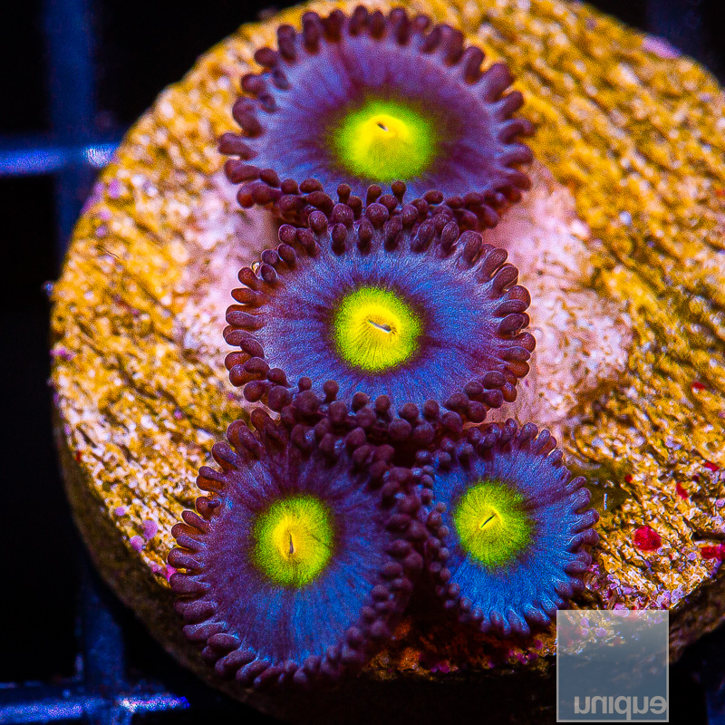 WWC AOI Zoanthid 119 72.JPG