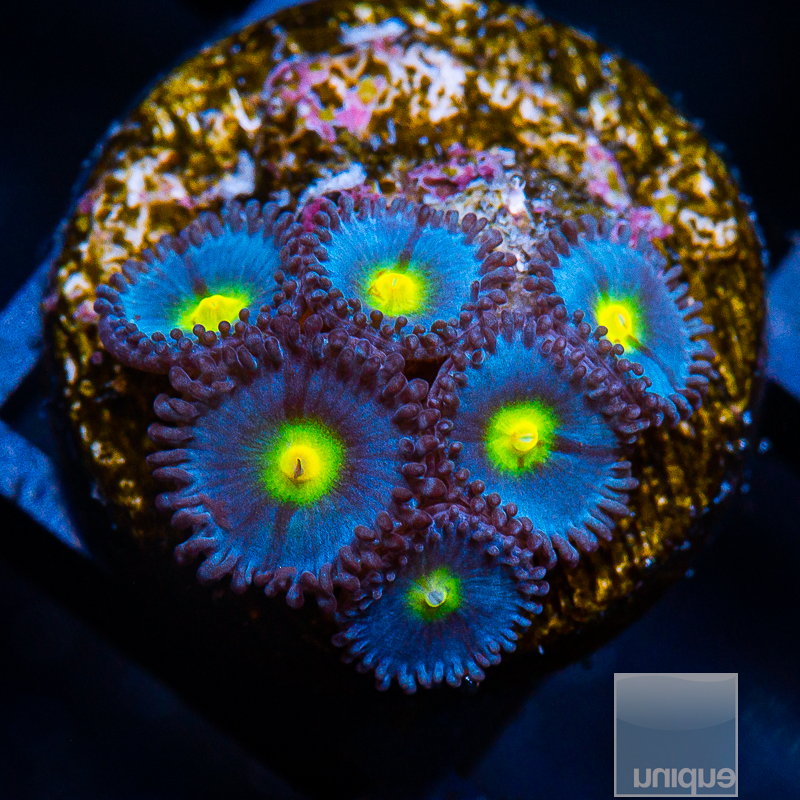 WWC AOI Zoanthid 149 112.JPG