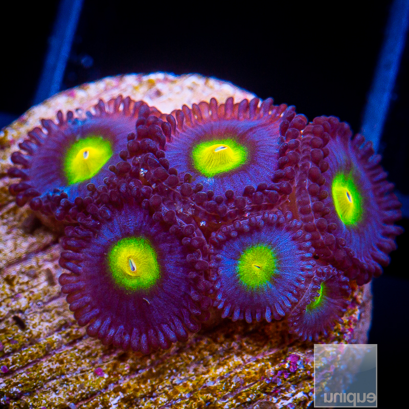 WWC AOI Zoanthid 179 102.JPG