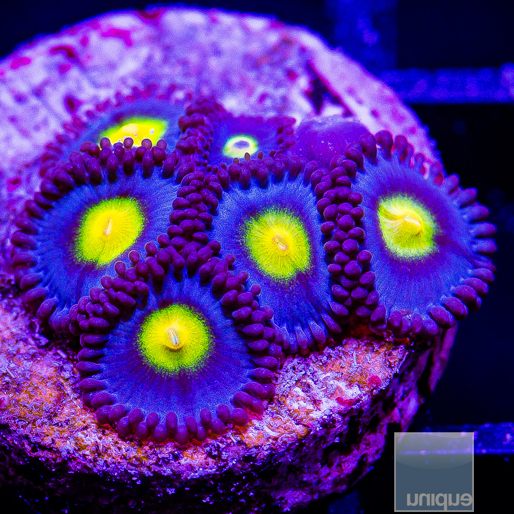 WWC AOI Zoanthid 179 46.JPG