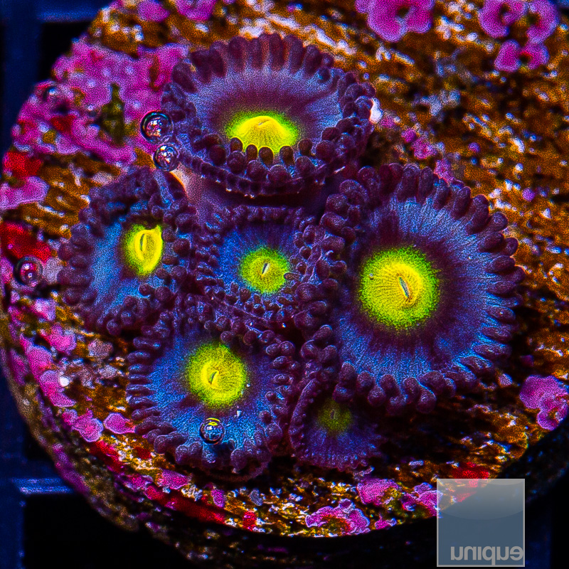 WWC AOI Zoanthid 179 95.JPG