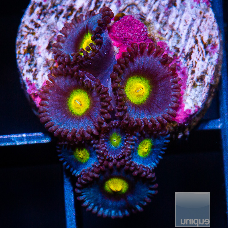 WWC AOI Zoanthid 209 123.JPG