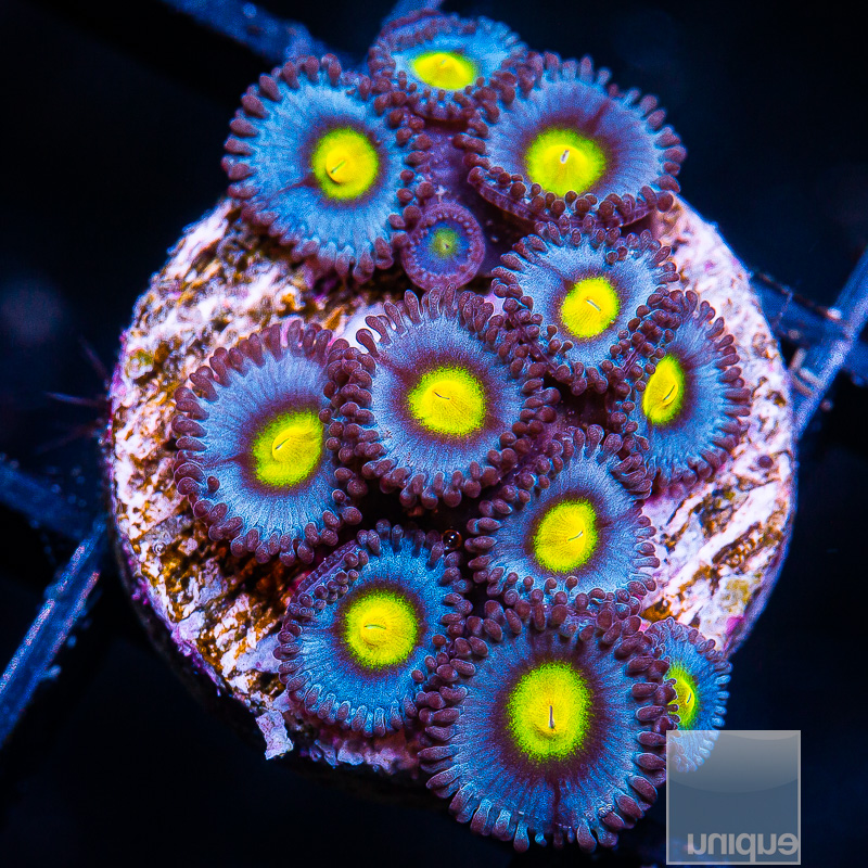 WWC AOI Zoanthid 269 120.JPG