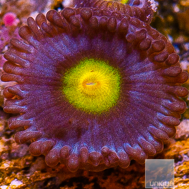 WWC AOI Zoanthid 29 10.JPG