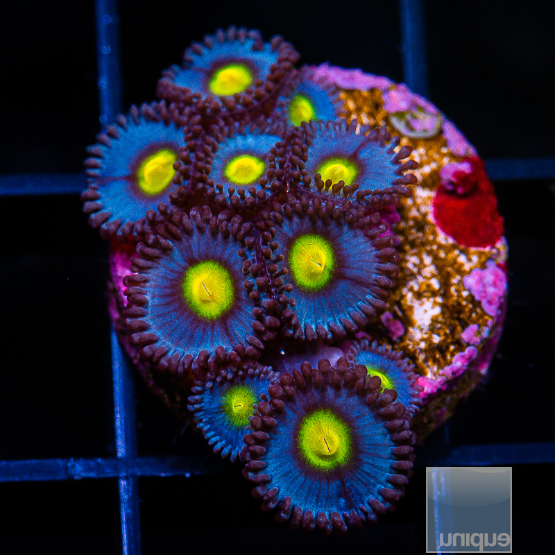 WWC AOI Zoanthid 299 160.JPG