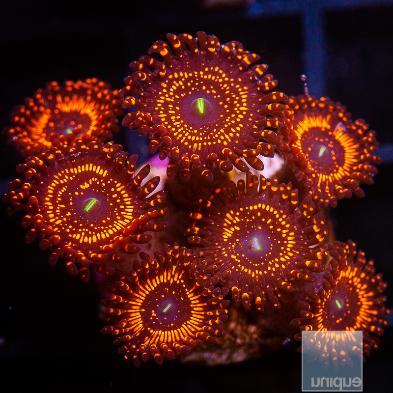 WWC AOI Zoanthid 479 200.JPG