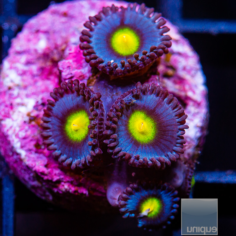 WWC AOI Zoanthid 59 36.JPG