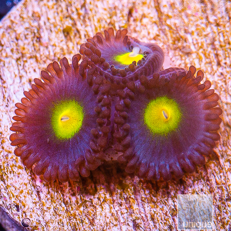 WWC AOI Zoanthid 89 36 (1).JPG