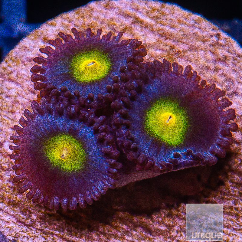 WWC AOI Zoanthid 89 46.JPG