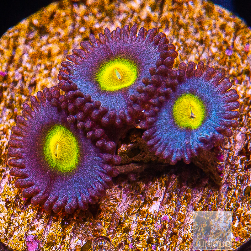 WWC AOI Zoanthid 89 46.JPG