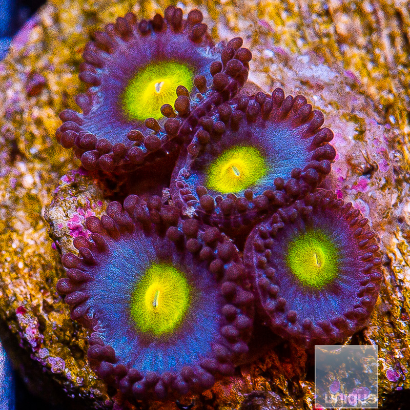 WWC AOI Zoanthid 89 55.JPG