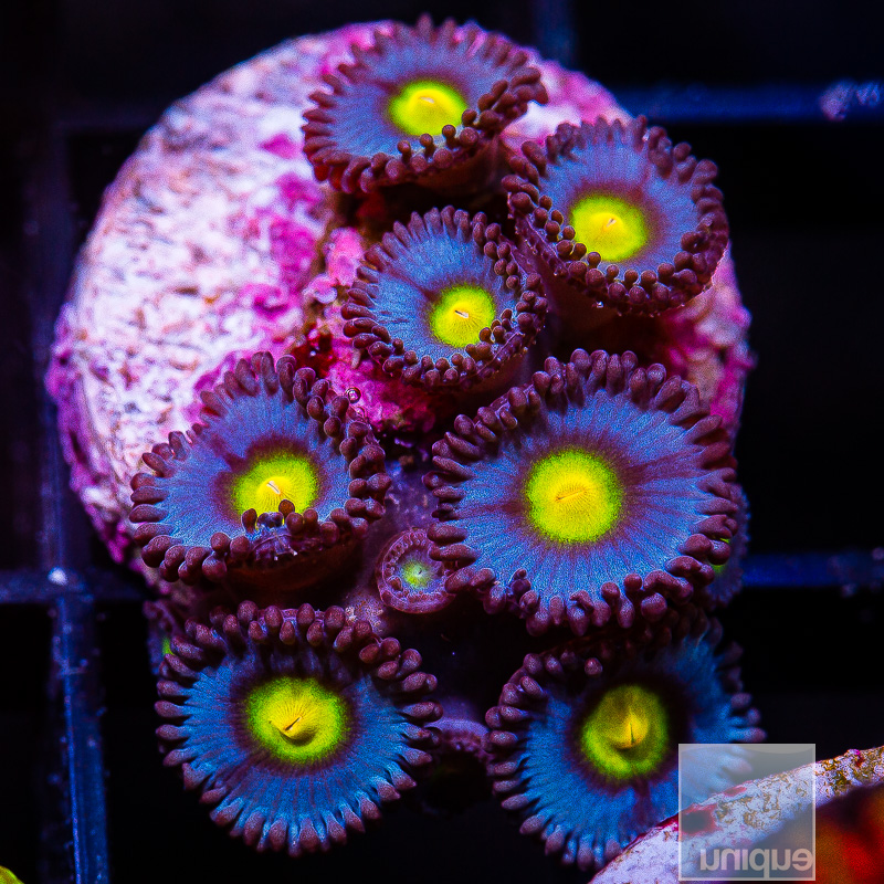 WWC AOI Zoanthid 99 65.JPG