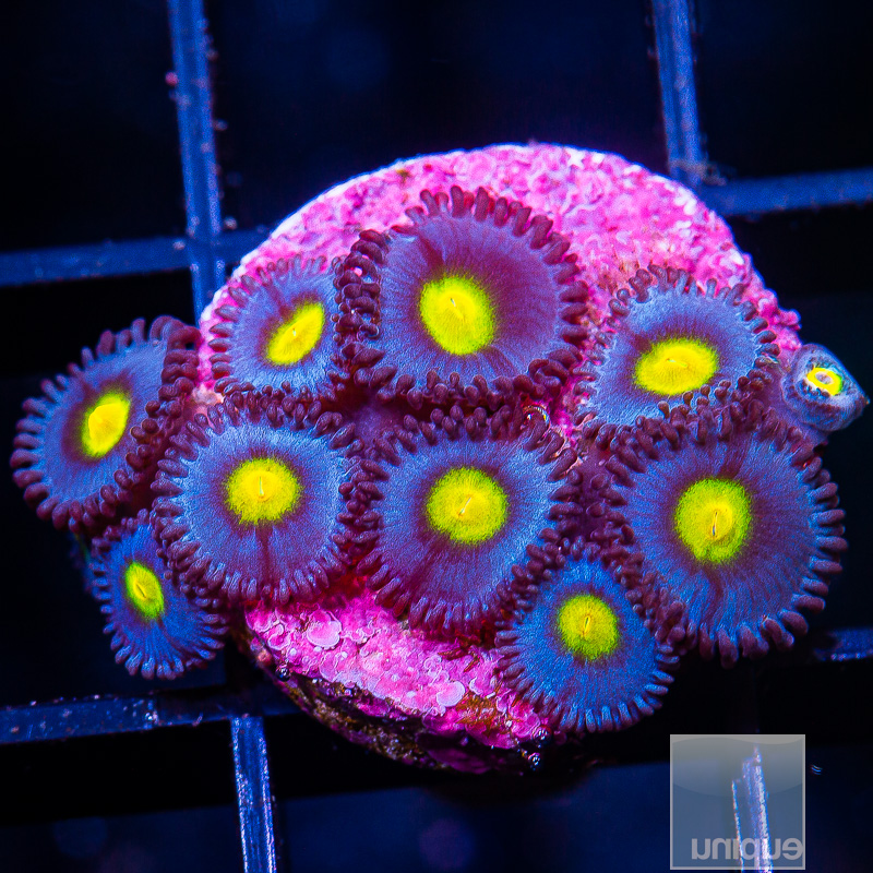 WWC AOI Zoanthids 259 155.JPG