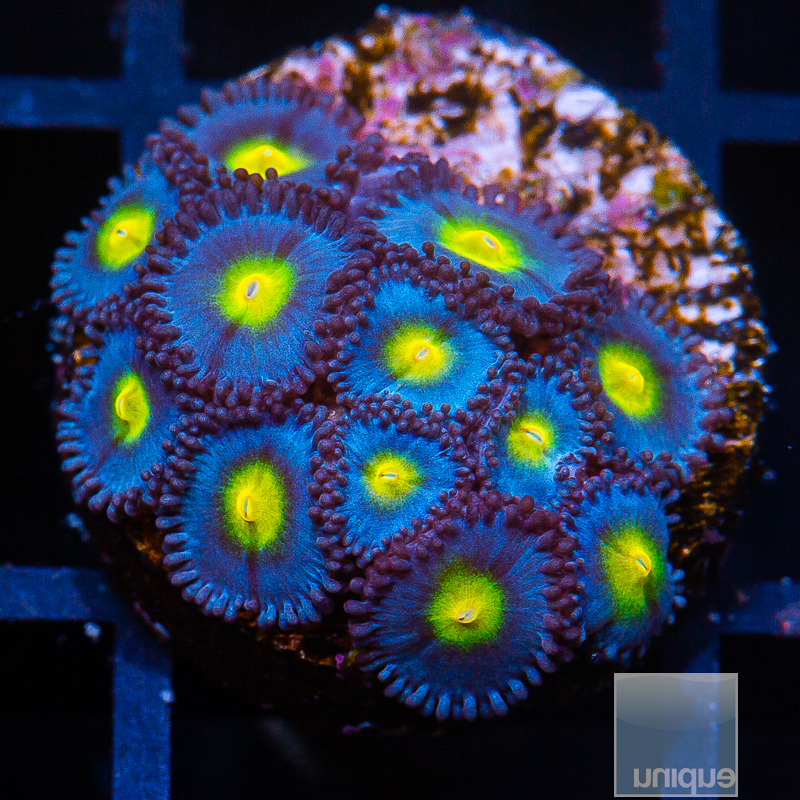 WWC AOI Zoanthids 319 200.JPG