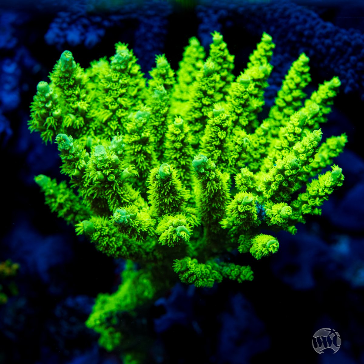 WWC-Aussie-Toxic-Slimer-Acropora-0158-MC-sm.jpg