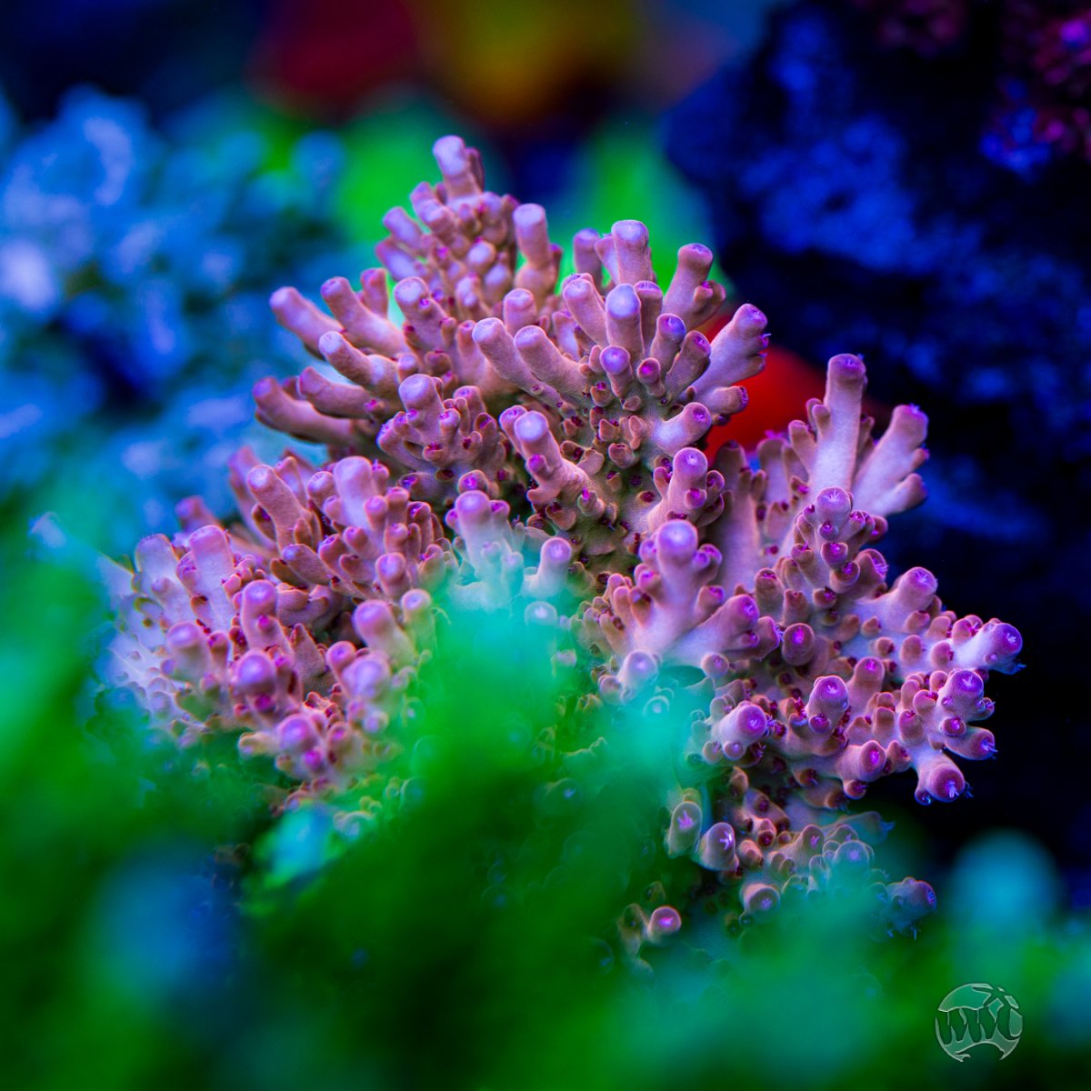 WWC-Big-Haas-Granulosa-Acropora-0178-MC-sm.jpg