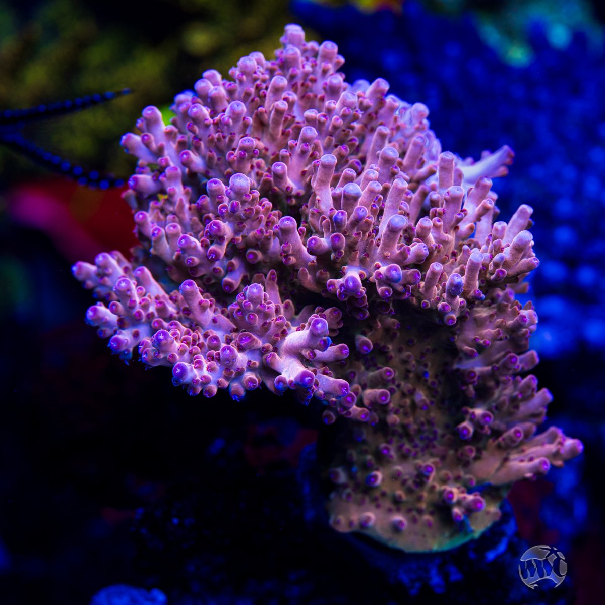 WWC-Big-Haas-Granulosa-Acropora-9982-MC-sm.jpg