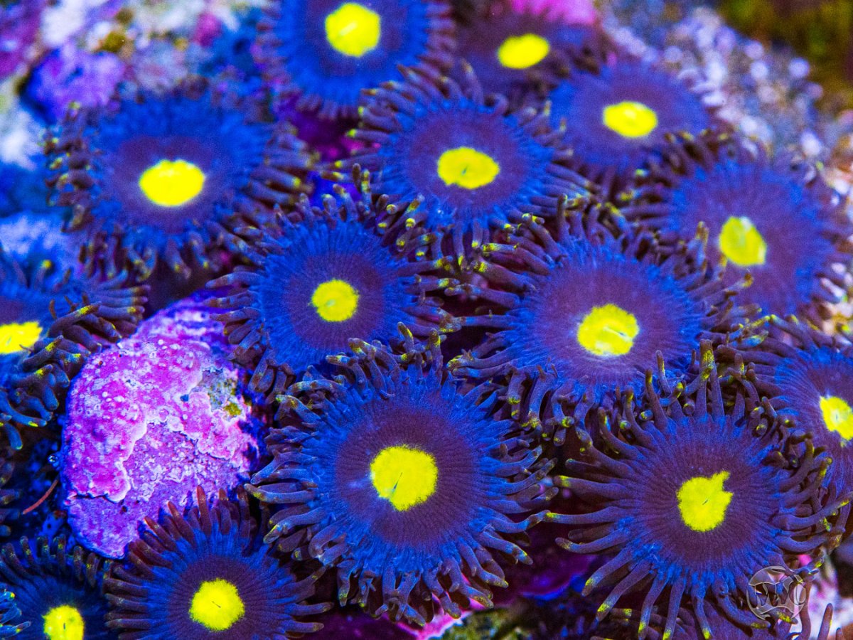 WWC-Blue-Maccaw-Zoanthids-09365-MC-sm.jpg