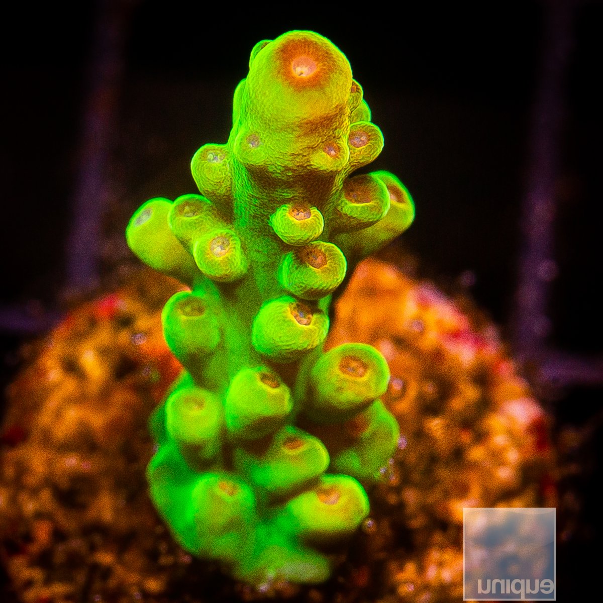 WWC Budgie Smuggler Acropora 279 179.JPG